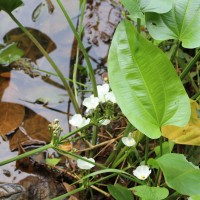 Alismataceae